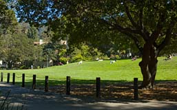 Image of Faculty Glade